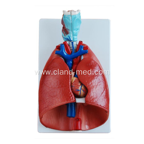 Larynx, Heart and Lung Model